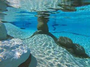 Spannende Unterwasserwelten im Swiss SPA-Pool